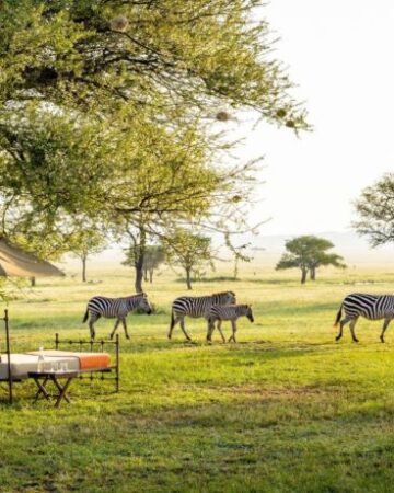 Authentic Safari Camping in Amboseli & Masai Mara
