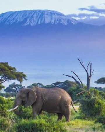 Amboseli national park
