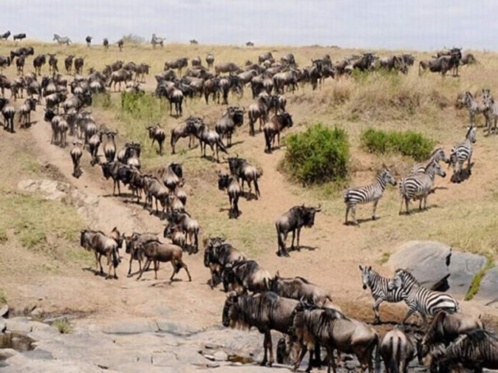 3-Days-Maasai-Mara-Wildebeest-Migration-Safari-1-1200×900