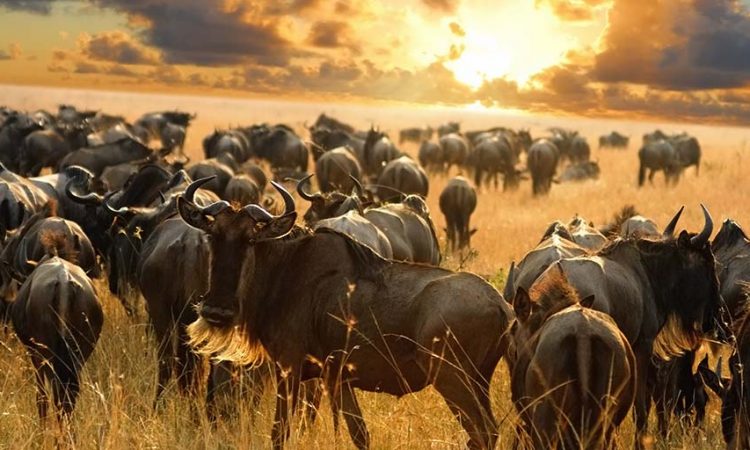 Serengeti-Wildebeest-Migration-Safari-10-Days-750×450