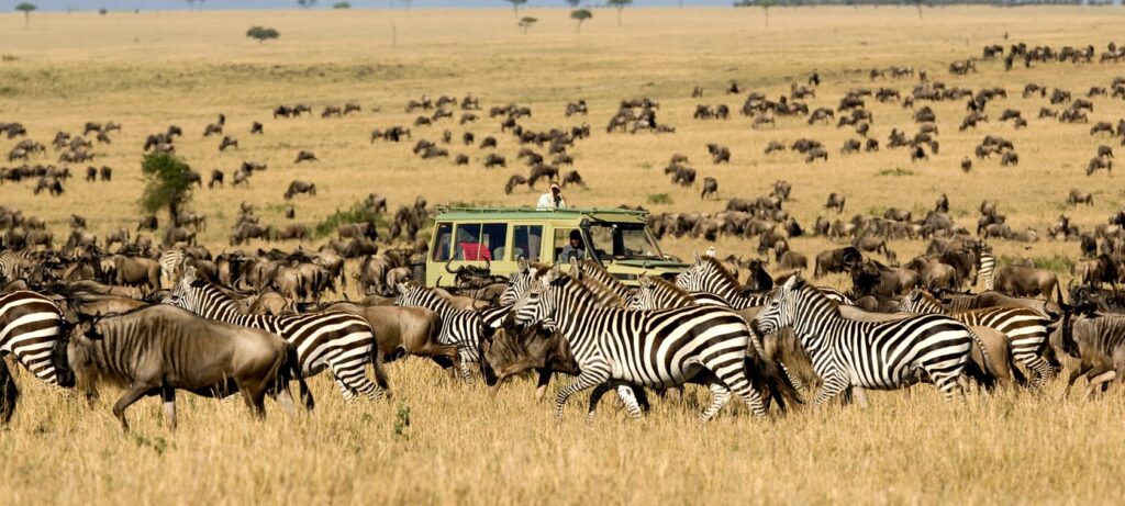 sayari-camp-game-drive-migration-serengeti-safari