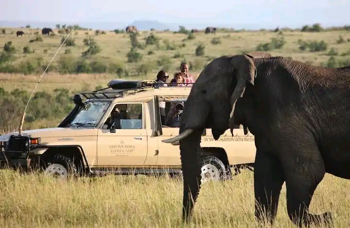 Sarova mara