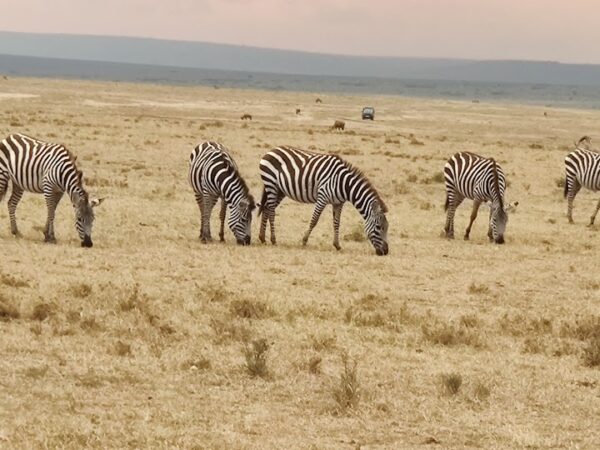 Zebra in the plains