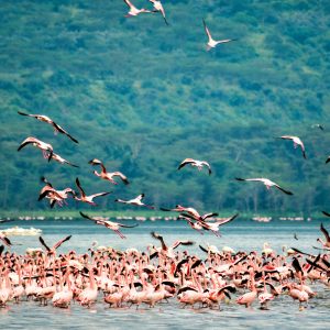 lake nakuru flamingoes