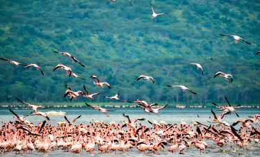 lake nakuru flamingoes