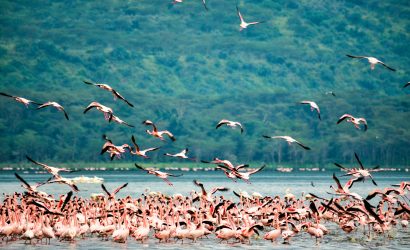 lake nakuru flamingoes