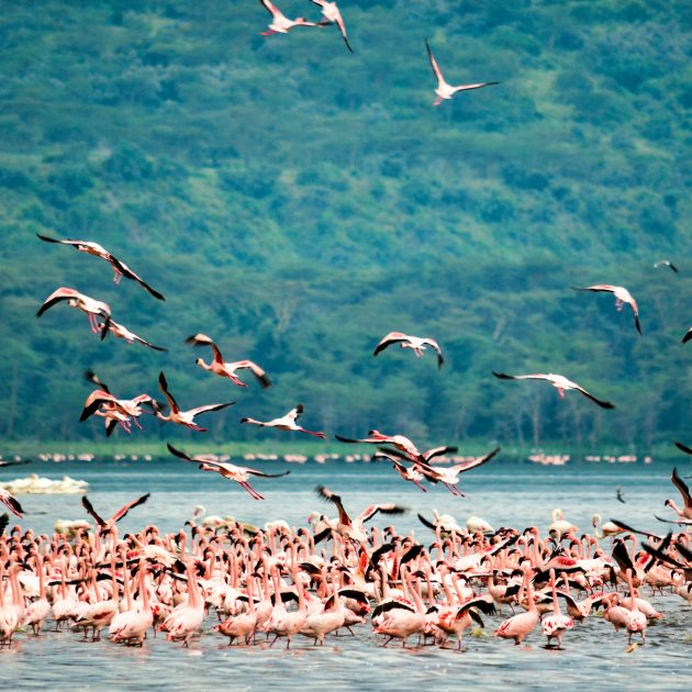 lake nakuru flamingoes