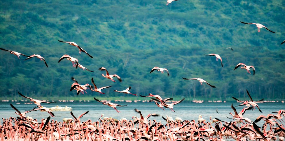 lake nakuru flamingoes
