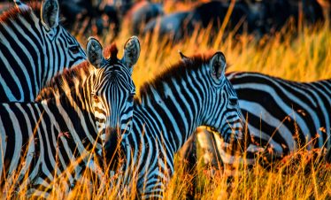 4-Day Kenya Safari: Masai Mara & Lake Nakuru Adventure – Tailored for Every Budget & Group!