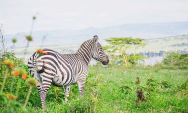 3-Day Masai Mara Safari – Big Five Wildlife Adventure