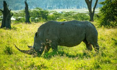 6-Day Maasai Mara, Lake Naivasha & Amboseli Kenya Safari The Great Rift Valley & Kilimanjaro Views