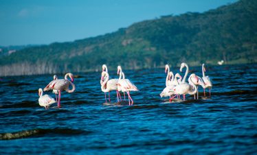 5-Day Kenya Safari: Wild Wonders of Masai Mara, Lake Nakuru & Lake Naivasha safari