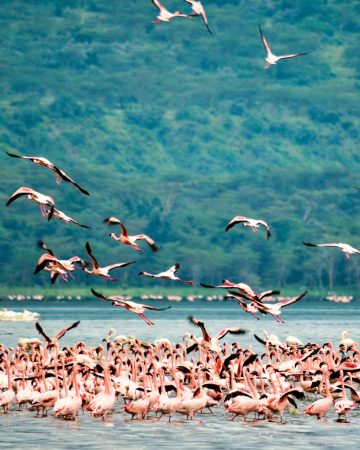 Lake Nakuru national park
