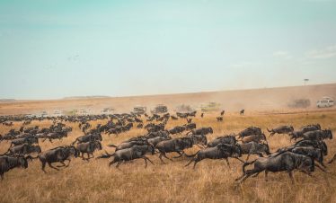 wildebeast migration
